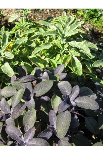 Шалфей Пурпуресценс: отличный выбор для ландшафтного дизайна.