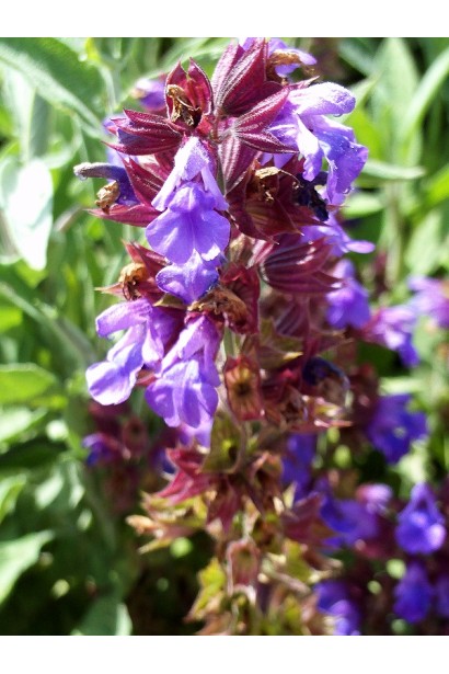 Куст шалфея Пурпуресценс - декоративное растение для вашего сада.