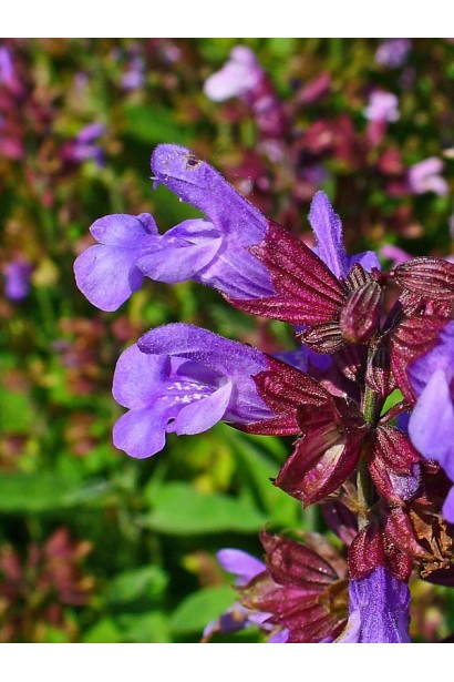 Шалфей лекарственный Пурпуресценс