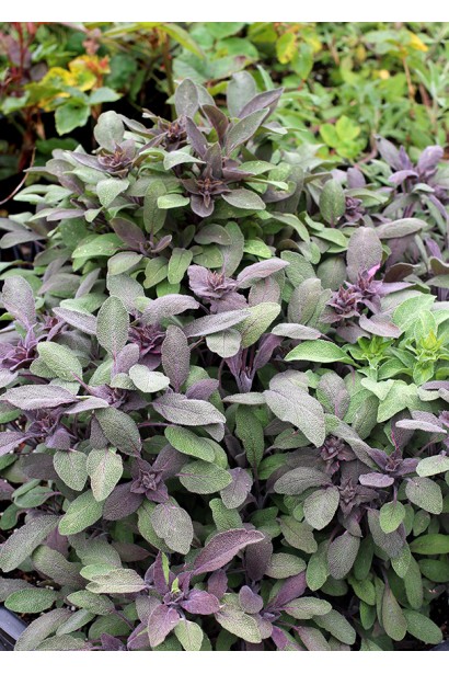 Шалфей Пурпуресценс для украшения сада и кухни.