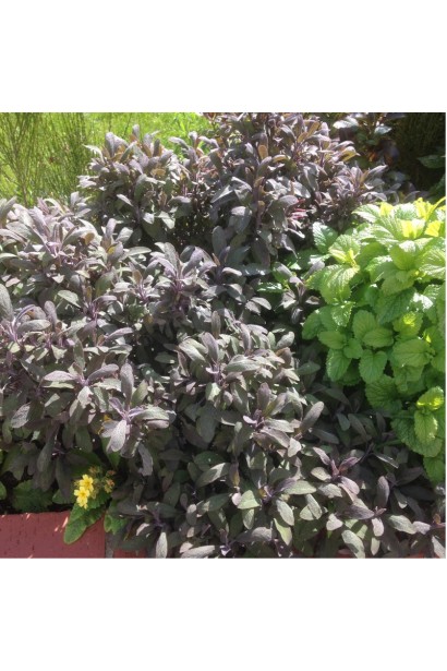 Лечебный шалфей Пурпуресценс с выразительным цветом листьев.