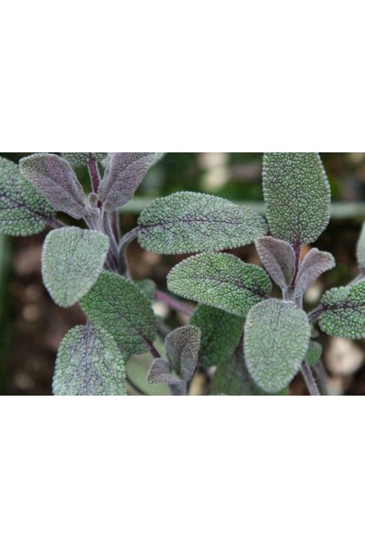 Salvia officinalis Purpurascens