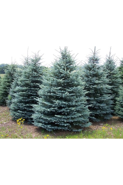 Ялина Блакитний діамант