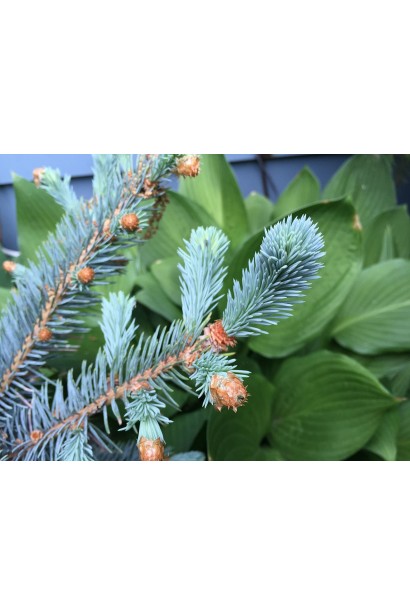 Ялина з блакитною хвоєю