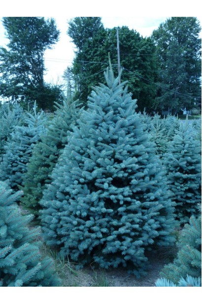 Ялина колюча Blue Diamant