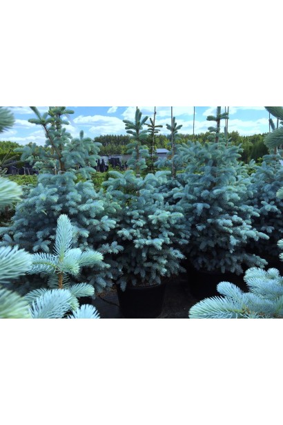Picea Blue Diamant