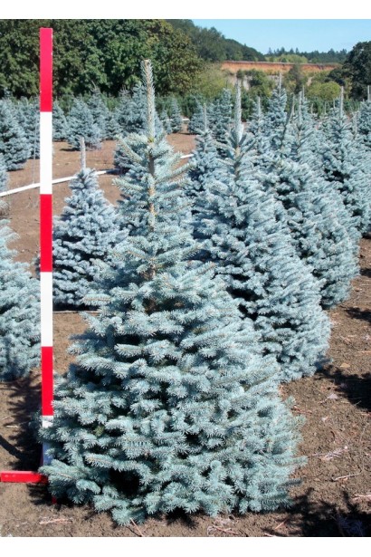 Ялина Блю Даймонд широка конічна форма крони