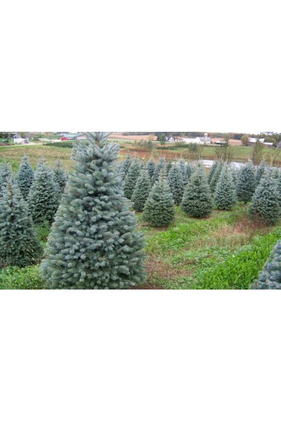 Ялина колюча Блю Даймонд