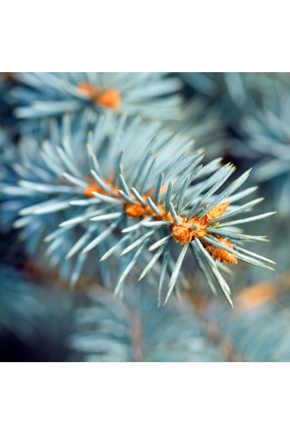 Ялина Блю Даймонд сріблясто-блакитна хвоя