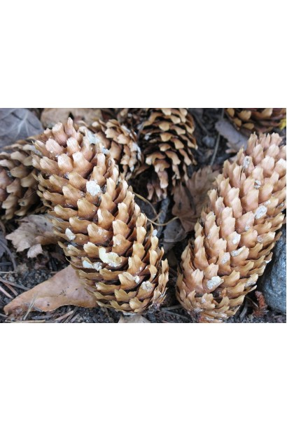 Ялина колюча Блю Даймонд шишки