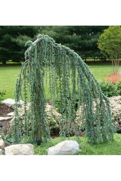 Кедр голубой Glauca Pendula
