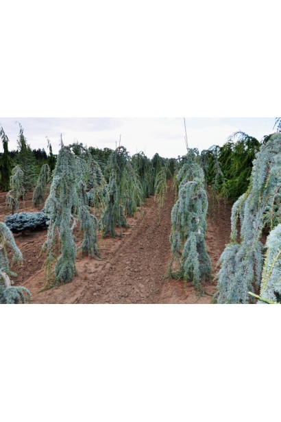 Кедр Glauca Pendula в рассадке в поле