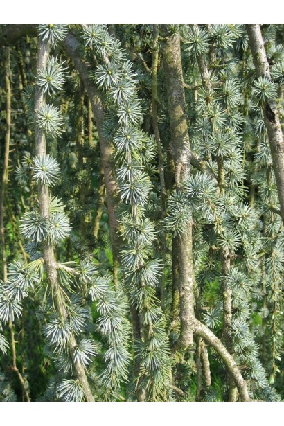 Сосна кедра Глаука Пендула