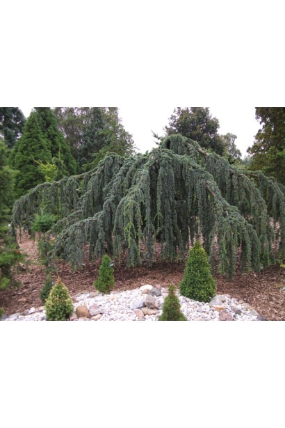 Кедр ливанский Глаука Пендула