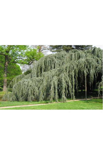 Кедр повисший Глаука Пендула