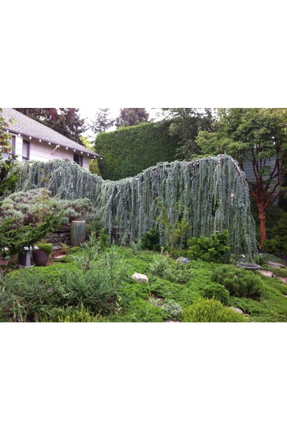 Кедр Глаука Пендула в ландшафтном дизайне