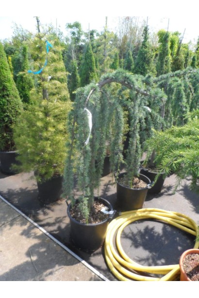 Кедр Глаука Пендула в садовом центре