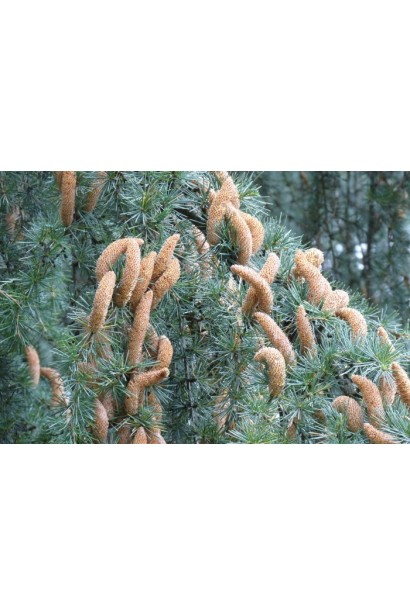 Кедр Глаука Пендула цилиндрические светло-коричневые шишки