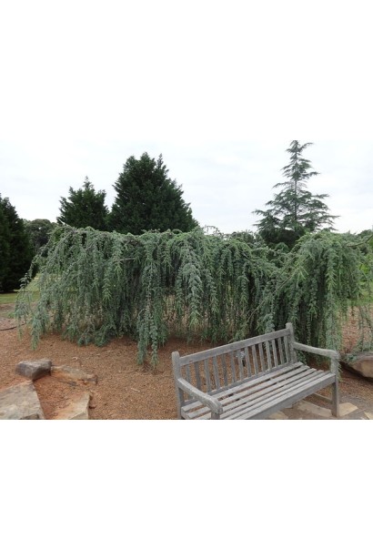 Кедр Глаука Пендула в ландшафте