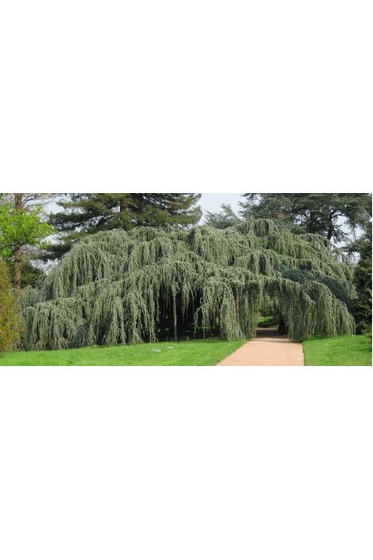Cedrus libani Glauca Pendula
