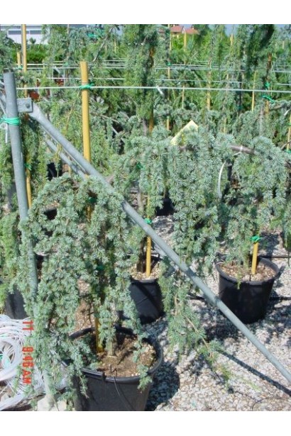 Кедр Глаука Пендула в контейнере