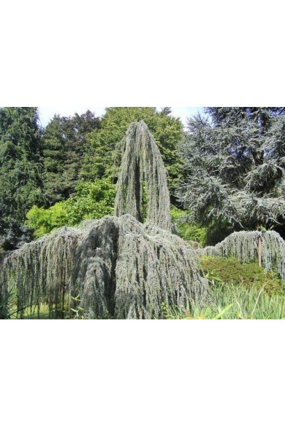 Кедр ливанский Glauca Pendula