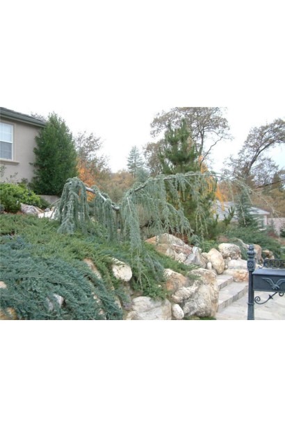 Кедр Глаука Пендула дерево со спадающей формой кроны