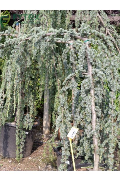 Кедр Глаука Пендула серебристо-голубая хвоя и свисающие ветки