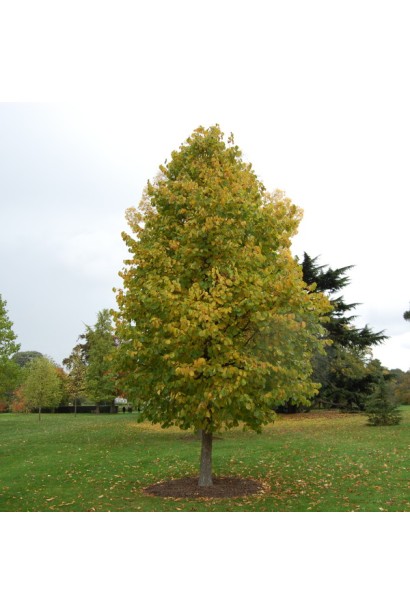 Горіх ведмежий / Ліщина деревоподібна - дерево із широкою кроною