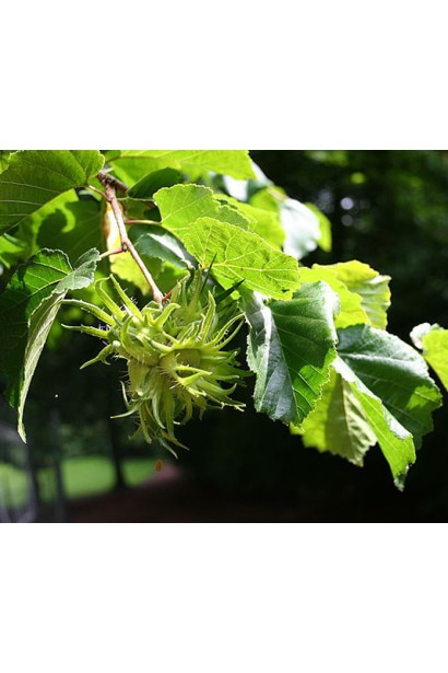 Corylus colurna - дерево з широким листям