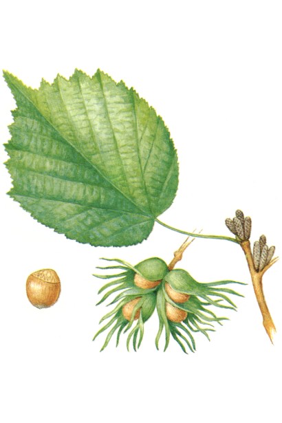 Горіх ведмежий / Ліщина деревоподібна