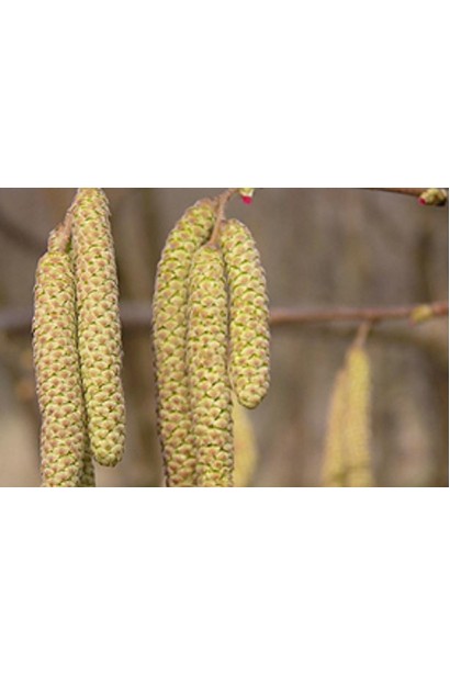 Горіх ведмежий / Ліщина деревоподібна