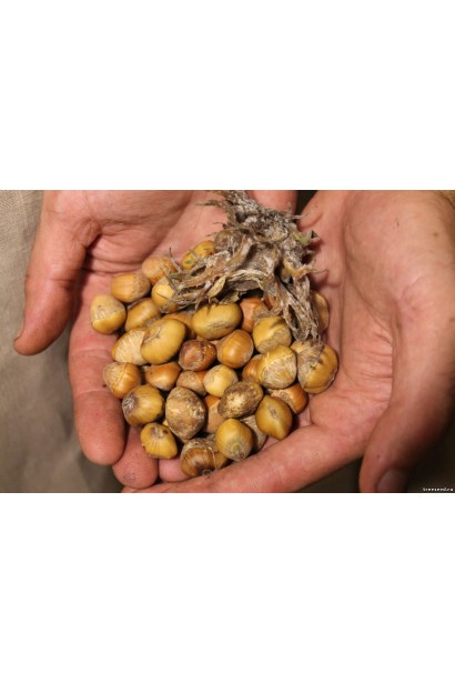 Ліщина деревоподібна - плоди горіха ведмежого