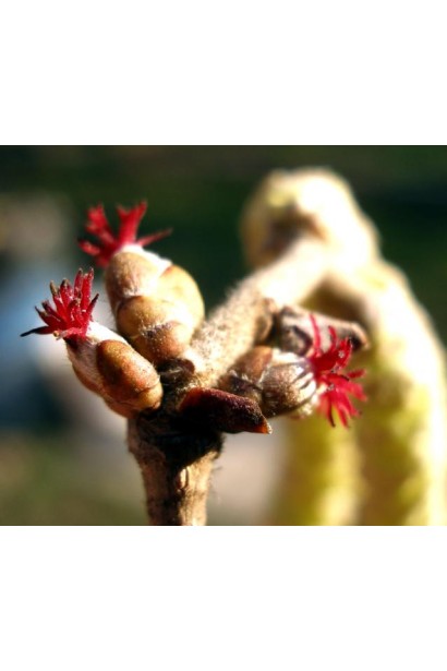 Corylus colurna - квітуче дерево весною