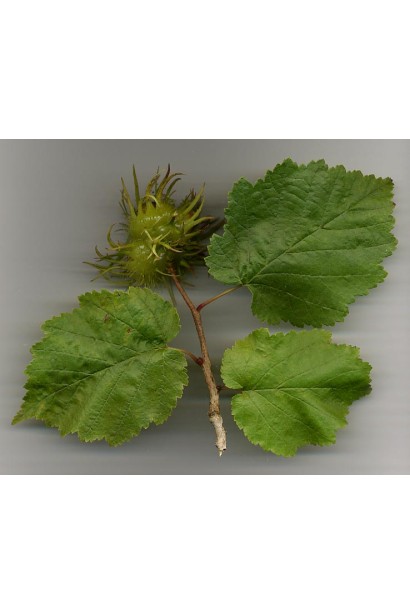 Ліщина турецька