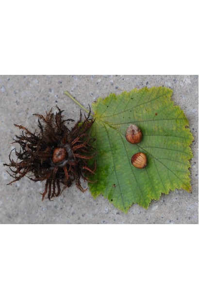 Corylus colurna