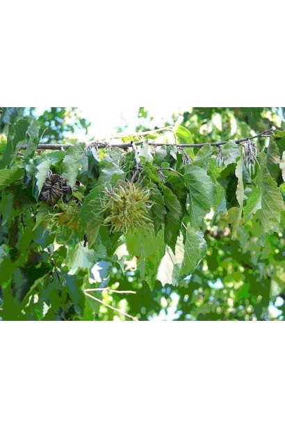 Горіх ведмежий / Ліщина деревоподібна