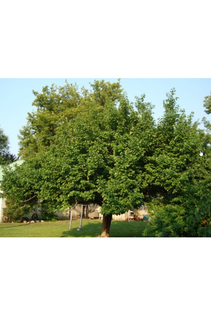 Абрикос Поліський крупноплідний дерево в саду