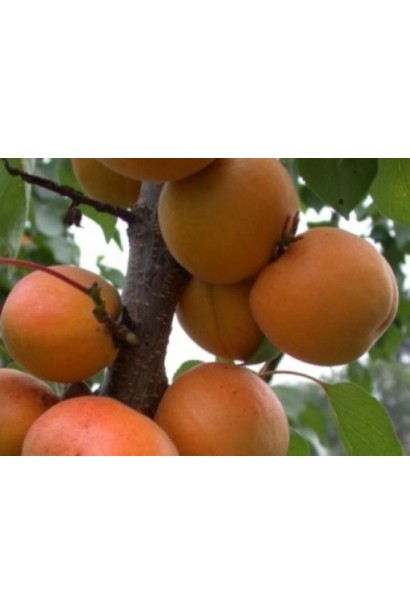 Абрикос Poleskiy krupnoplodniy