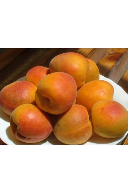 Prunus armeniaca Poleskiy krupnoplodniy