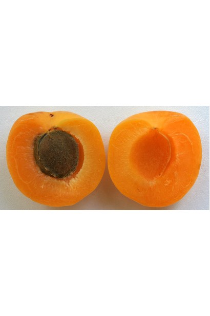 Поліський великоплідний м'якоть плодів та кісточка