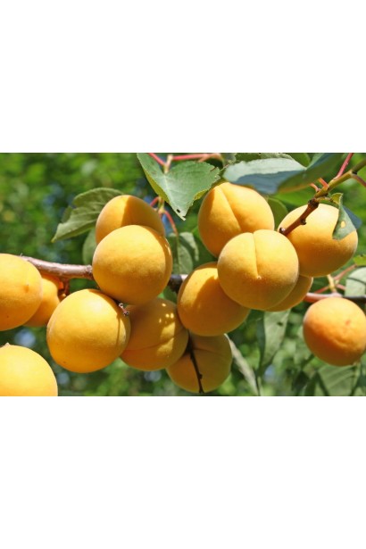 Абрикос Поліський крупноплідний середній