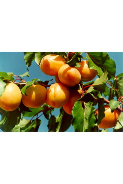 Абрикос Поліський крупноплідний плоди