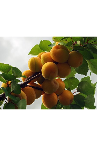 Абрикос Поліський великоплідний