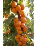 Абрикос Полесский крупноплодный (средний) | Абрикос Поліський крупноплідний (середній) | Prunus armeniaca Poleskiy krupnoplodniy