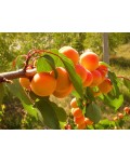 Абрикос Поліський крупноплідний (середній) | Абрикос Полесский крупноплодный (средний) | Prunus armeniaca Poleskiy krupnoplodniy
