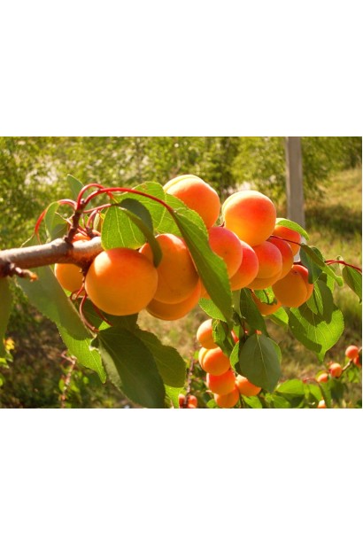 Абрикос Поліський крупноплідний плоди середнього терміну дозрівання