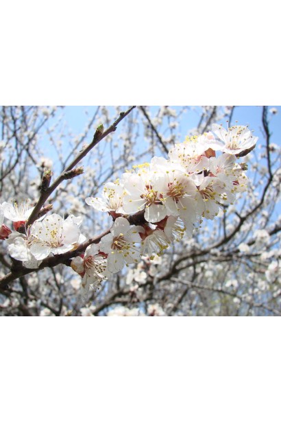 Абрикос Poleskiy krupnoplodniy квіти