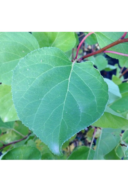 Листя абрикосового дерева Поліський великоплідний 