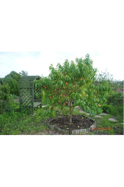 Персик Київський Ранній — Доросле дерево